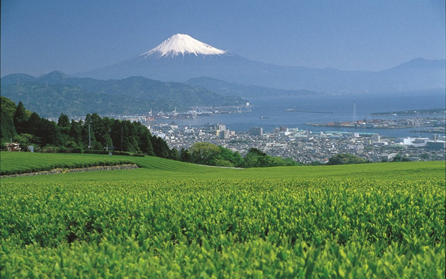 Mt. Fuji rises majestically in the background, as viewed from Shizuoka’s Suruga, where tea harvests are plentiful