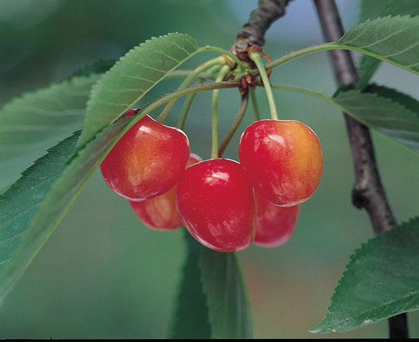 Cherry-picking