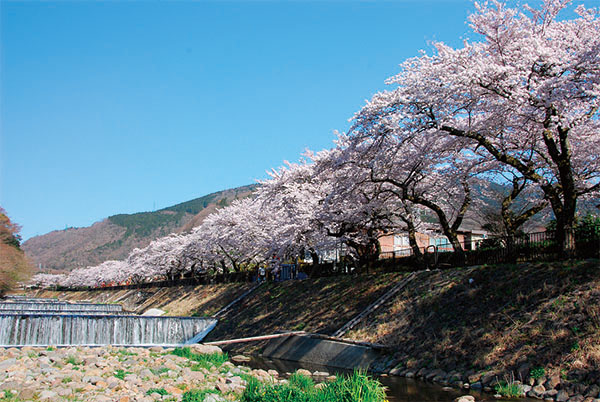 Cherry blossoms in Miyagino on the bank of the Hayakawa River