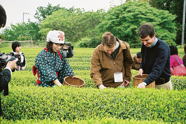 Tea Harvesting during a Tea Factory Tour/Hands-on Experience with Tea Culture