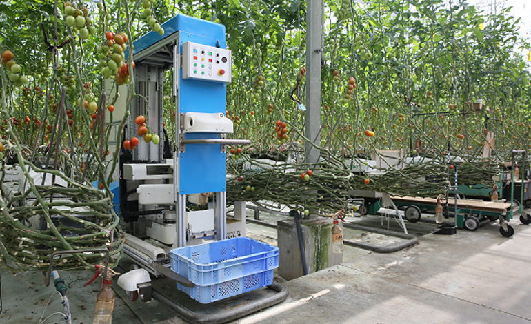 Tomato Harvesting Robot